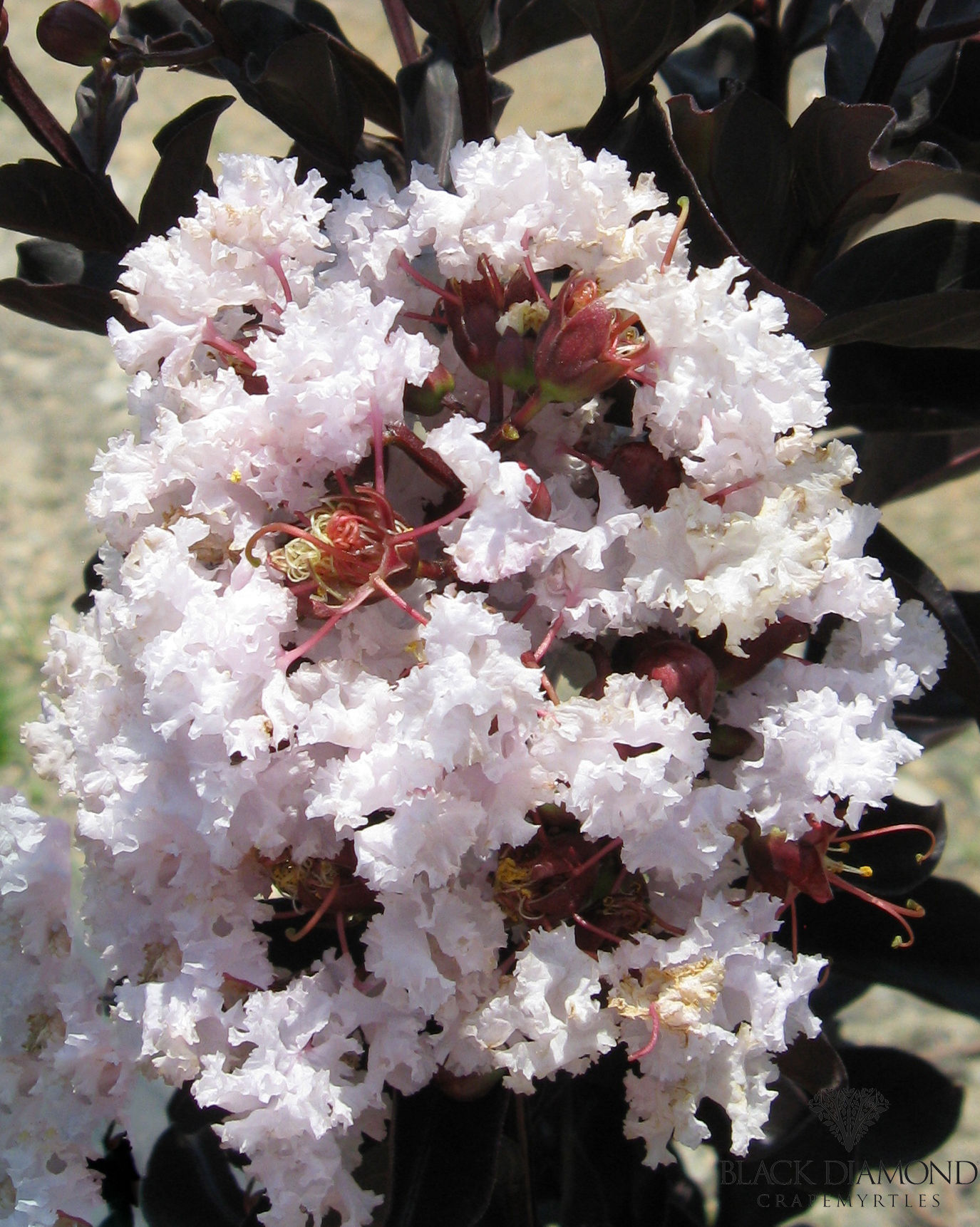 http://www.breederplants.nl/images/thumbs/0002007_Lagerstroemia ( Blush) (1).jpeg